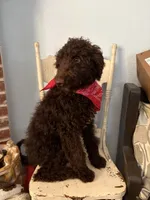 Patrick, a male Goldendoodle for sale in Fort Worth, TX – 3 of 7