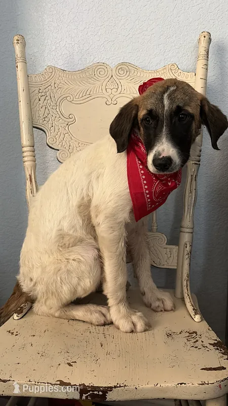 Daisy – Anatolian Shepherd Dog, Great Pyrenees puppy for sale in Fort Worth, TX