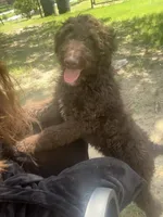 Patrick, a male Goldendoodle for sale in Fort Worth, TX – 1 of 4
