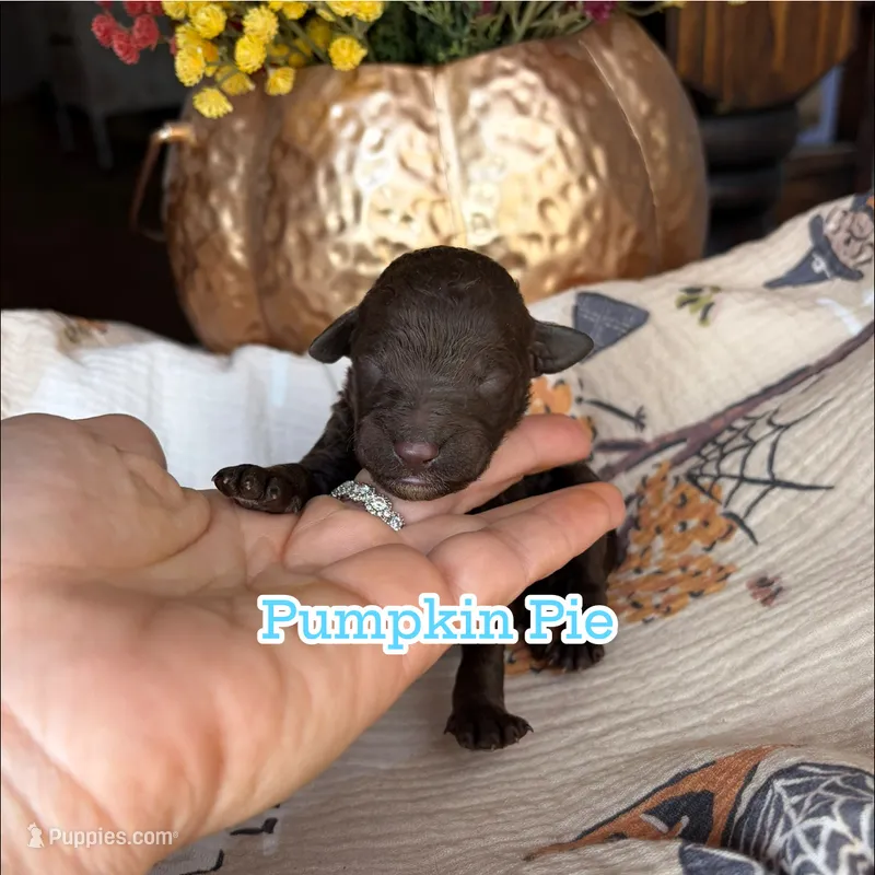 Pumpkin Pie – Miniature Goldendoodle puppy for sale in Fort Worth, TX