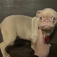 Churro, a male Pug for sale in Fort Worth, TX – Photo 3 of 3