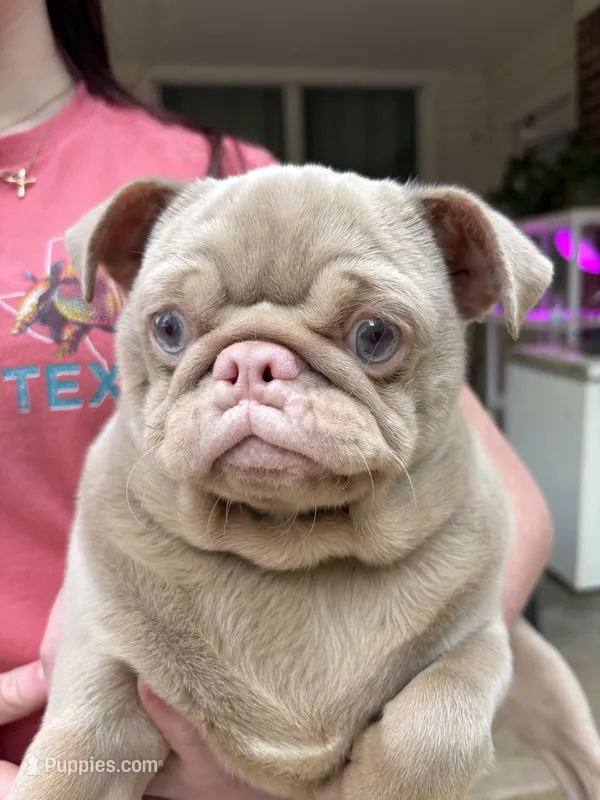Churro – Pug puppy for sale in Fort Worth, TX