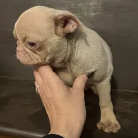 Churro, a male Pug for sale in Fort Worth, TX – Photo 2 of 3