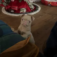 Churro, a male Pug for sale in Fort Worth, TX – Photo 1 of 3