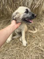 Sunshine, a female Pyredoodle for sale in Fort Worth, TX – 5 of 5