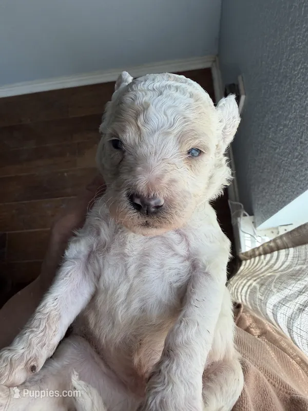 Apple Fritter  – Miniature Goldendoodle puppy for sale in Fort Worth, TX