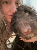 Patrick, a male Goldendoodle for sale in Fort Worth, TX – 2 of 7
