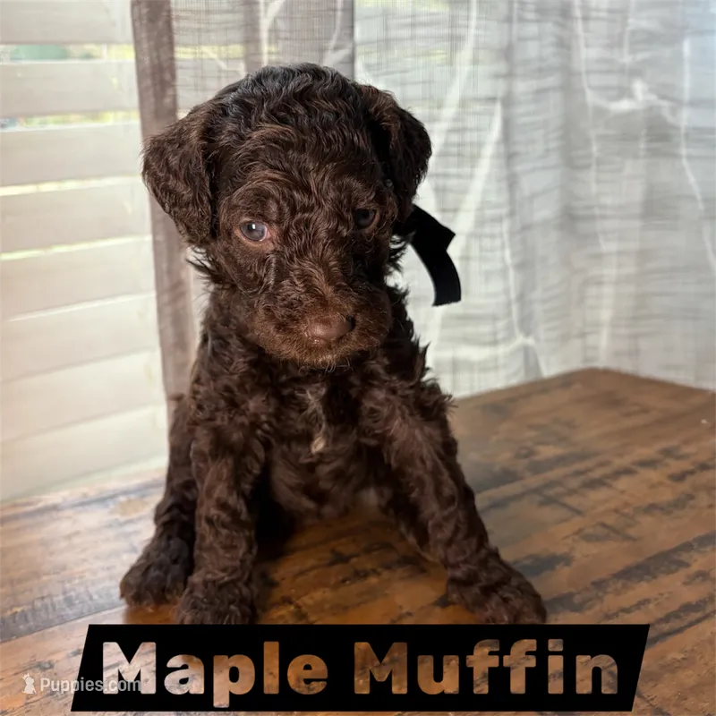 Maple Muffin  – Miniature Goldendoodle puppy for sale in Fort Worth, TX