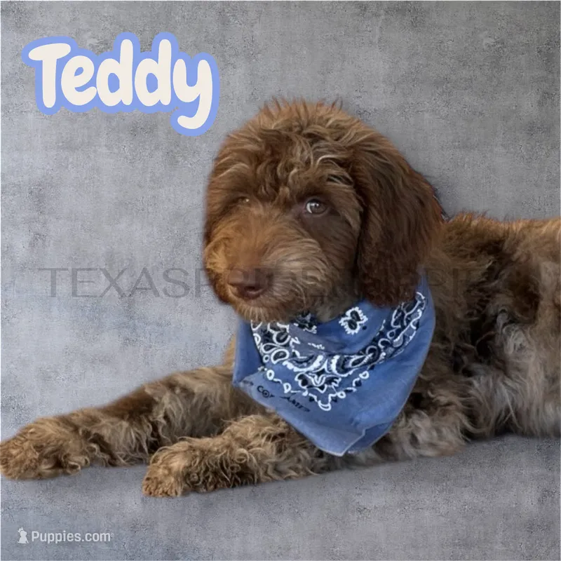 Teddy