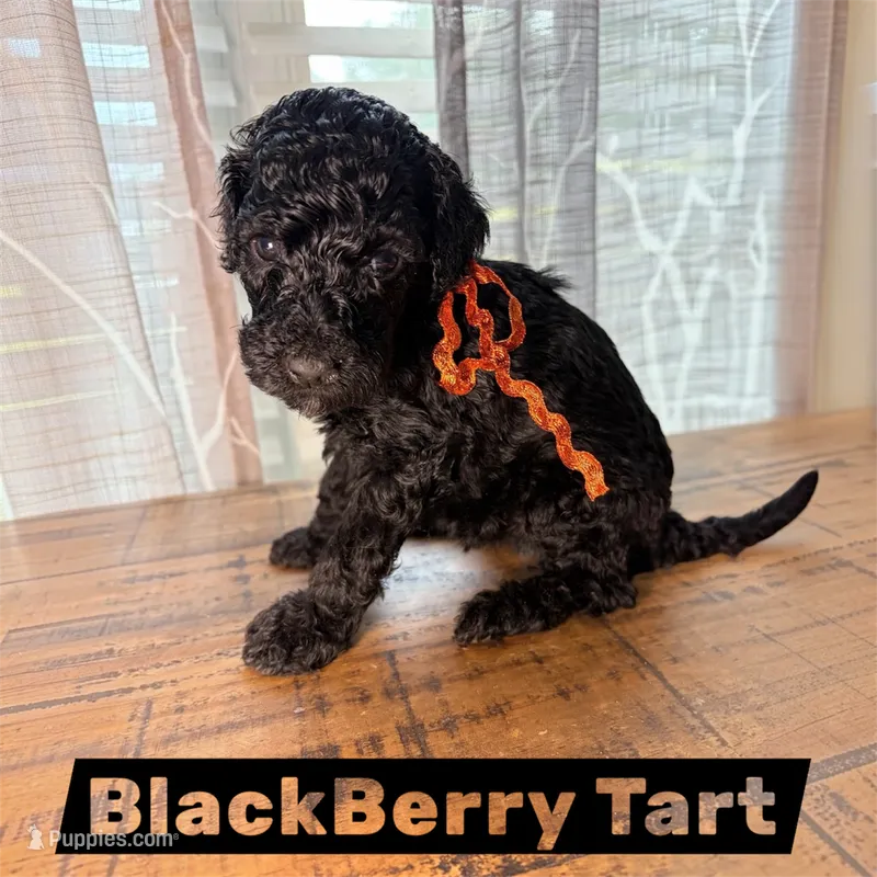 BlackBerry Tart – Miniature Goldendoodle puppy for sale in Fort Worth, TX