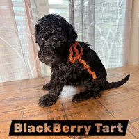 BlackBerry Tart, a female Miniature Goldendoodle for sale in Fort Worth, TX – 1 of 3