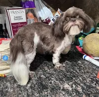 Latte, a female Shih Tzu for sale in Fort Worth, TX – 4 of 4