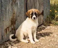 Daisy, a female Anatolian Shepherd Dog and Great Pyrenees for sale in Fort Worth, TX – 1 of 1