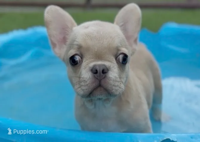 Oatmeal Pie – French Bulldog puppy for sale in Fort Worth, TX