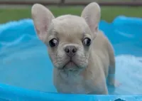 Oatmeal Pie, a male French Bulldog for sale in Fort Worth, TX – 1 of 3