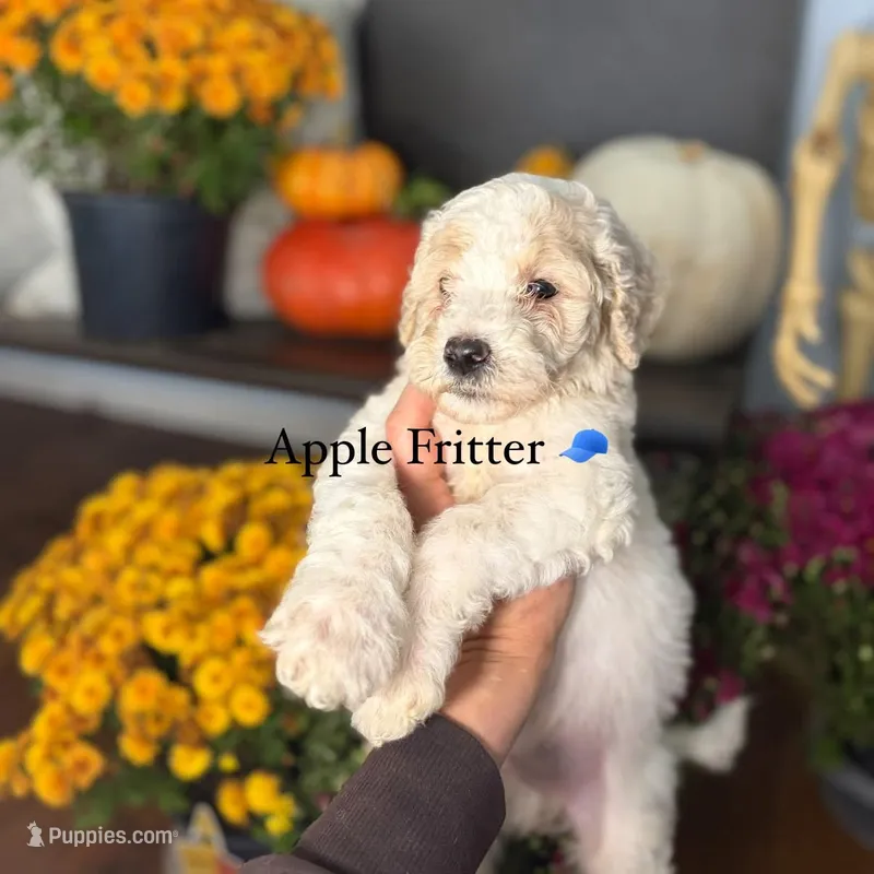 Apple Fritter  – Miniature Goldendoodle puppy for sale in Fort Worth, TX