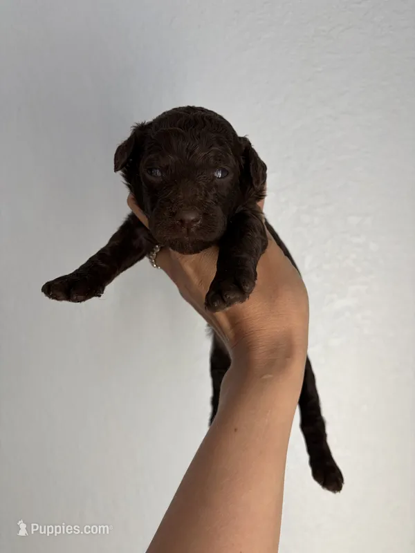 Maple Muffin  – Miniature Goldendoodle puppy for sale in Fort Worth, TX