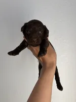 Maple Muffin , a female Miniature Goldendoodle for sale in Fort Worth, TX – 2 of 3