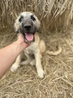 Sunshine, a female Pyredoodle for sale in Fort Worth, TX – 2 of 5