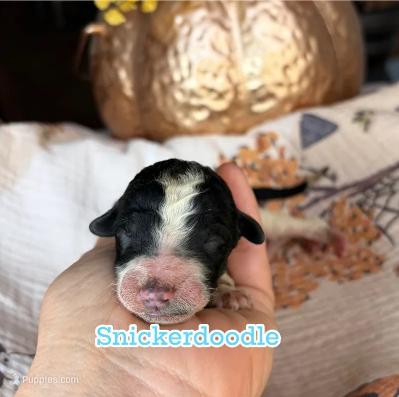 Snickerdoodle – Miniature Goldendoodle puppy for sale in Fort Worth, TX