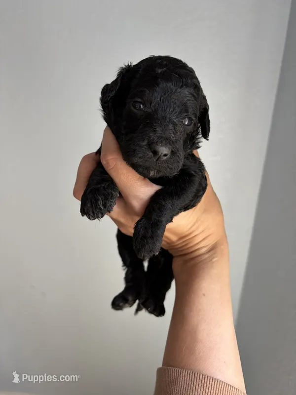 BlackBerry Tart – Miniature Goldendoodle puppy for sale in Fort Worth, TX