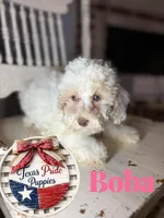 Boba, a female Poodle - Miniature  for sale in Fort Worth, TX – 1 of 4