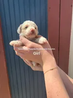 Boba, a female Poodle - Miniature  for sale in Fort Worth, TX – 4 of 4