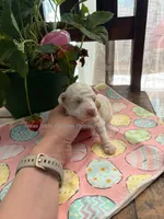 Boba, a female Poodle - Miniature  for sale in Fort Worth, TX – 3 of 4