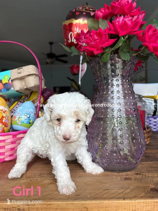 Boba – Poodle - Miniature  puppy for sale in Fort Worth, TX