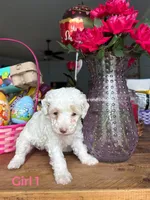Boba, a female Poodle - Miniature  for sale in Fort Worth, TX – 2 of 4
