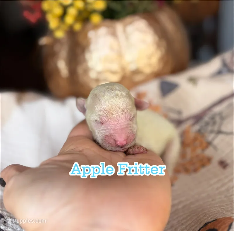 Apple Fritter  – Miniature Goldendoodle puppy for sale in Fort Worth, TX