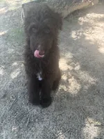 Patrick, a male Goldendoodle for sale in Fort Worth, TX – 2 of 4