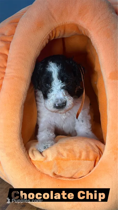 Chocolate Chip – Miniature Goldendoodle puppy for sale in Fort Worth, TX