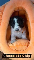 Chocolate Chip, a male Miniature Goldendoodle for sale in Fort Worth, TX – 1 of 3