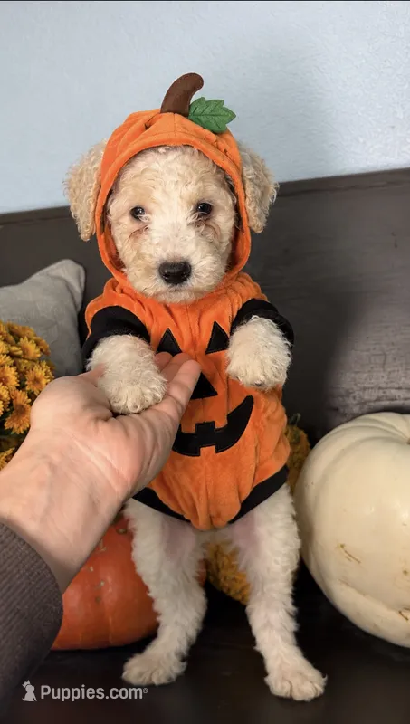 Apple Fritter  – Miniature Goldendoodle puppy for sale in Fort Worth, TX