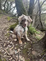 Whiskey, a male Miniature Aussiedoodle for sale in Sacramento, CA – Photo 4 of 5