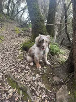 Whiskey, a male Miniature Aussiedoodle for sale in Sacramento, CA – Photo 5 of 5