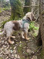 Whiskey, a male Miniature Aussiedoodle for sale in Sacramento, CA – Photo 3 of 5