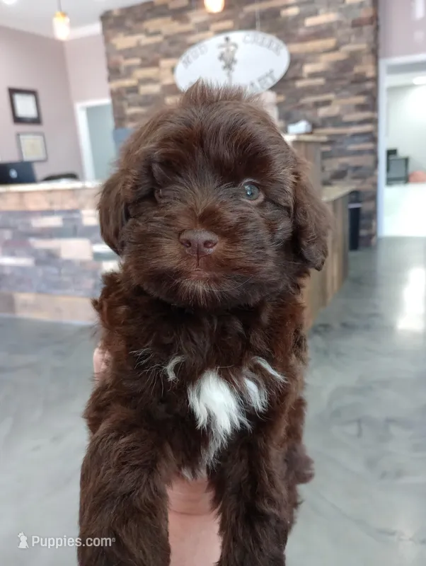 Jake – Miniature Schnauzer puppy for sale in Pisgah, AL