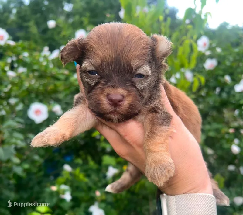 Rex – Havanese puppy for sale in Pisgah, AL
