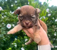 Rex, a male Havanese for sale in Pisgah, AL – 1 of 1