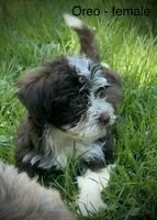 Oreo, a female Havanese for sale in Pisgah, AL – 2 of 2