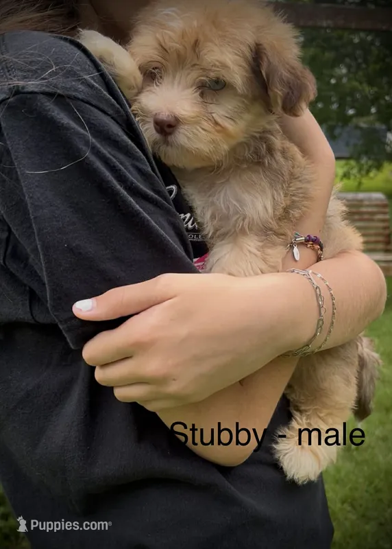 Stubby – Havanese puppy for sale in Pisgah, AL