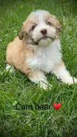 Care Bear , a female Havanese for sale in Pisgah, AL – 3 of 3