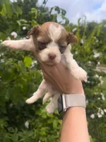 Buttercup, a female Havanese for sale in Pisgah, AL – 2 of 2