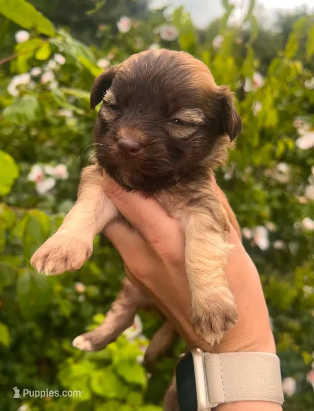 Rae – Havanese puppy for sale in Pisgah, AL