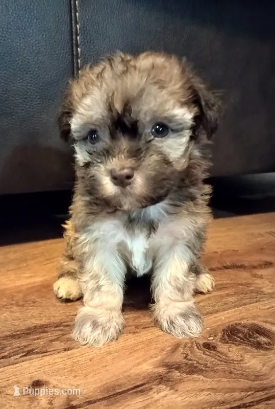 Rae – Havanese puppy for sale in Pisgah, AL