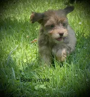 Bear, a male Havanese for sale in Pisgah, AL – 2 of 3