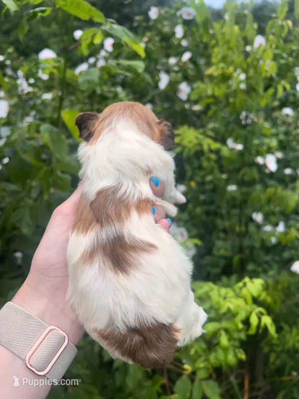 Buttercup – Havanese puppy for sale in Pisgah, AL