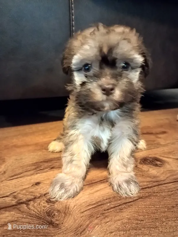Rex – Havanese puppy for sale in Pisgah, AL